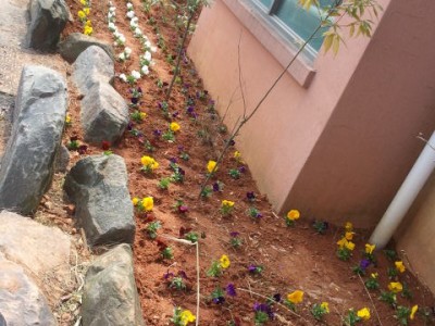 이용자들과 화단에 꽃 심었어요 이미지